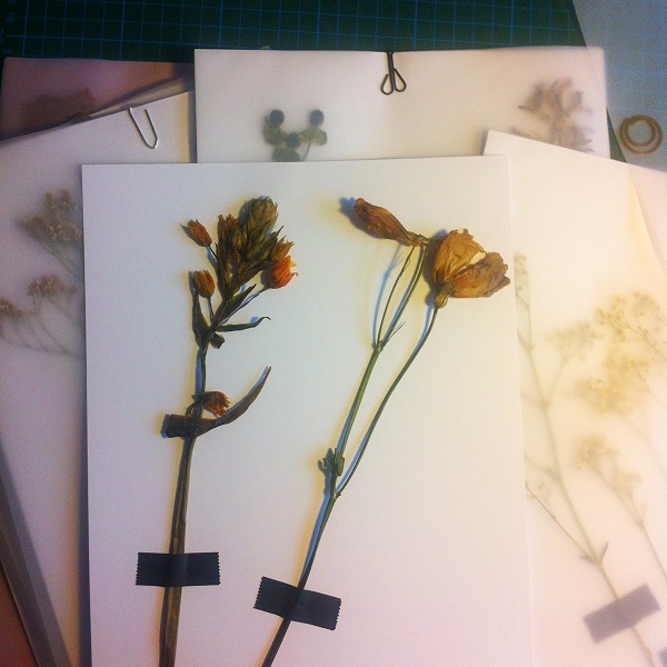 Collections-Eastern-Bird-Process-Flowers-Hamide-Design-Studio Collections-Eastern-Bird-Process-Flowers-Hamide-Design-Studio